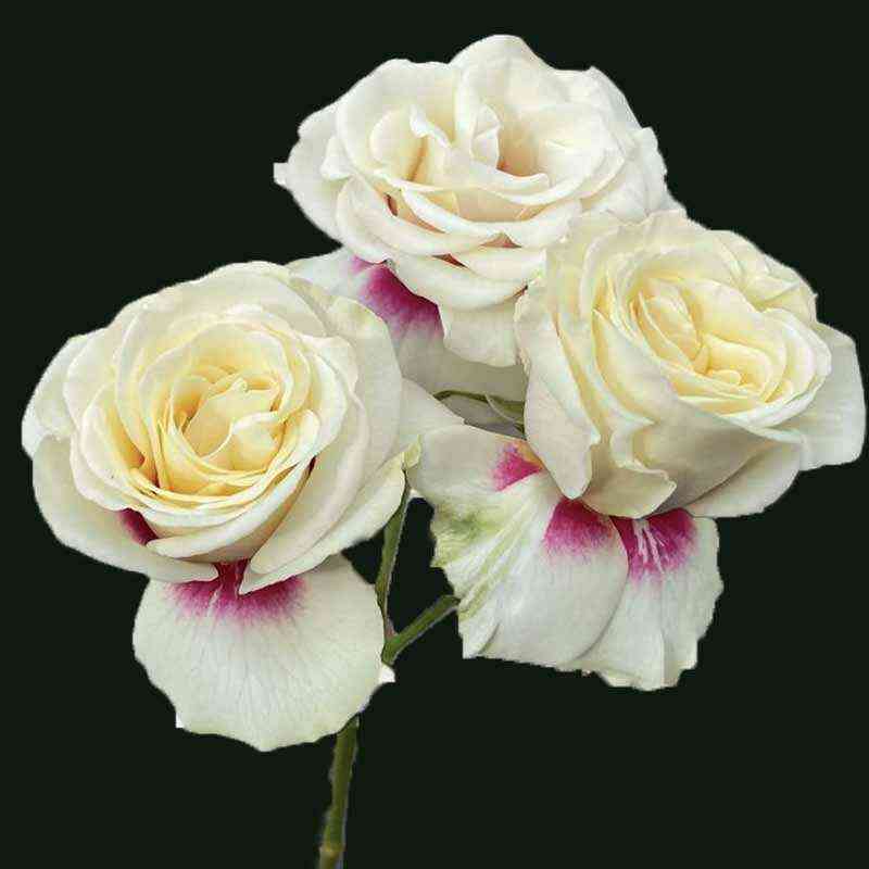 brajdsajd3.jpg Брайдсайд (Brideside)