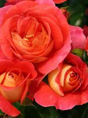 bratya-grimm.jpg Гебрюдер Гримм (Gebruder Grimm)