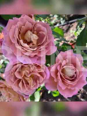 brauni-1.jpg Брауни США (Brownie)