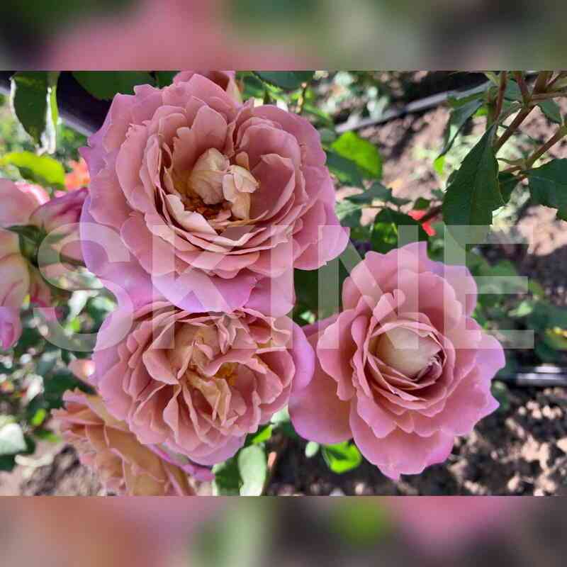 brauni-1.jpg Брауни США (Brownie)