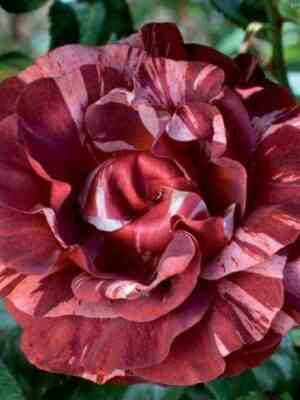 Брауни (Brownie)