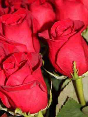 bravo.jpg Браво (Bravo)