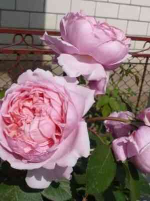 braze-kadfael.jpg Бразе Кэдфаэль (Brother Cadfael)