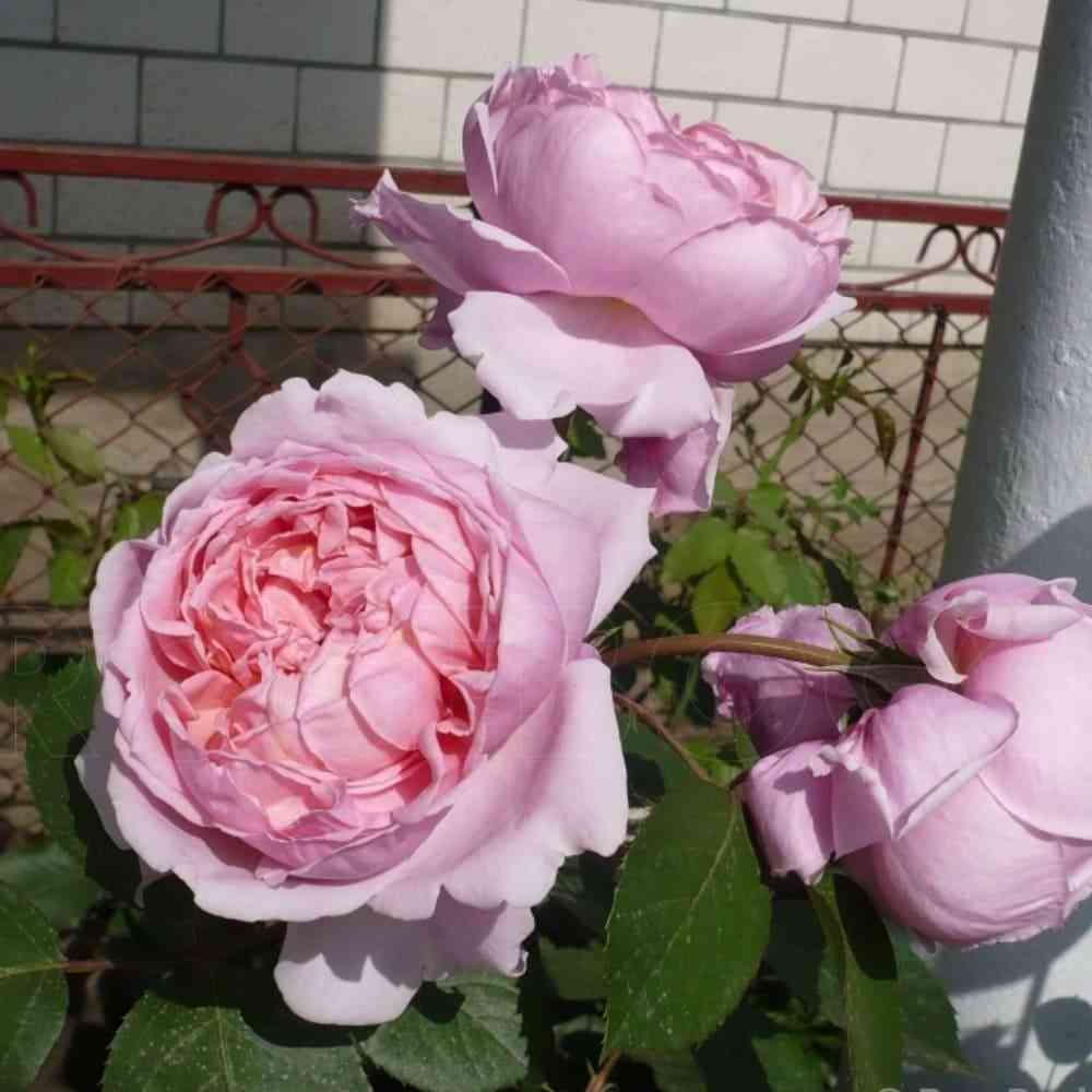 Бразе Кэдфаэль (Brother Cadfael)