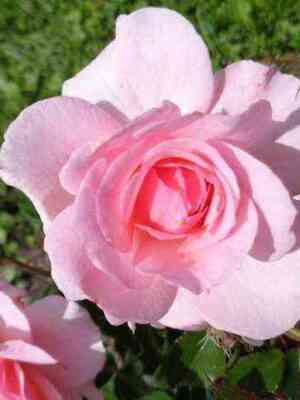 Бремер Штадтмузикантен (Bremer Stadtmusikanten)