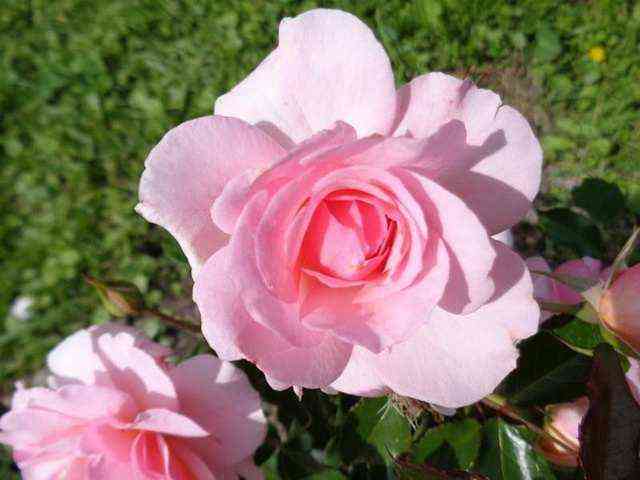 bremenskie_muzykanty.jpg Бремер Штадтмузикантен (Bremer Stadtmusikanten)