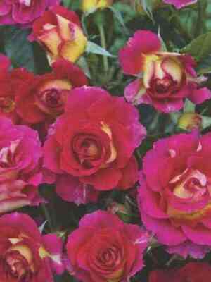 brera.jpg Брера (Brera)