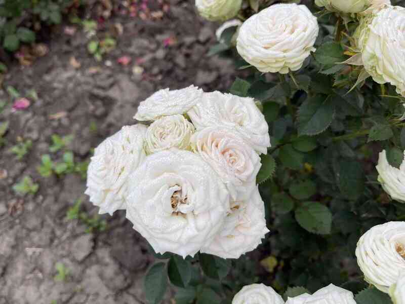 Бриллиант (Brillant)