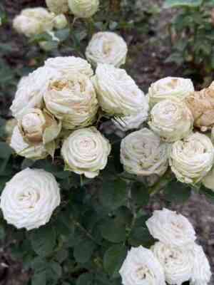 brilliant1.jpg Бриллиант (Brillant)