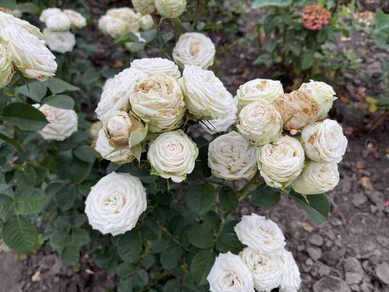 Бриллиант (Brillant)