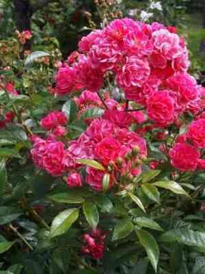 Бривуд Бел (Brewood Belle)