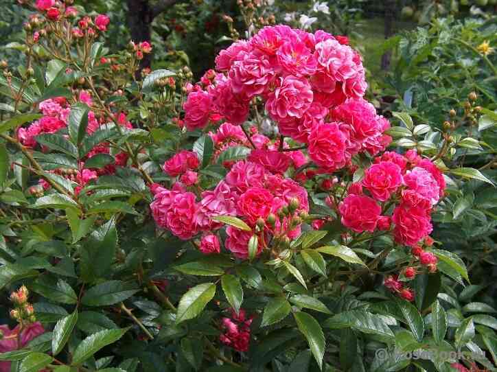 Бривуд Бел (Brewood Belle)