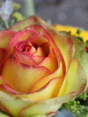 brokante.jpg Броккато (Broccato)