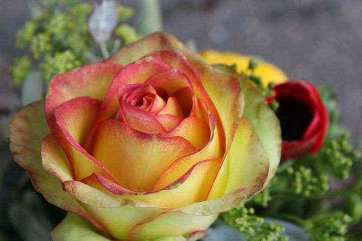 brokante.jpg Броккато (Broccato)