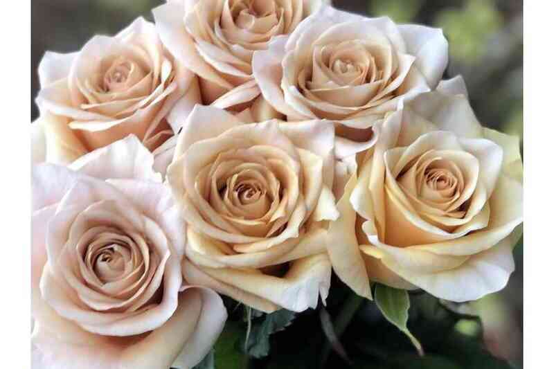 brut.jpg Брут (Brut)