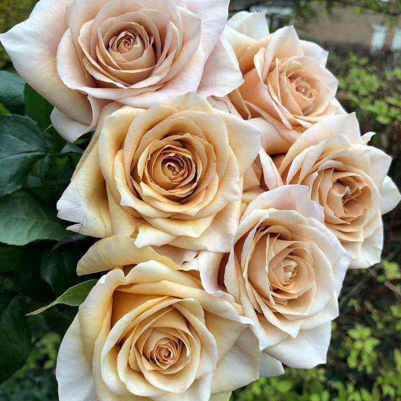 brut3.jpg Брут (Brut)