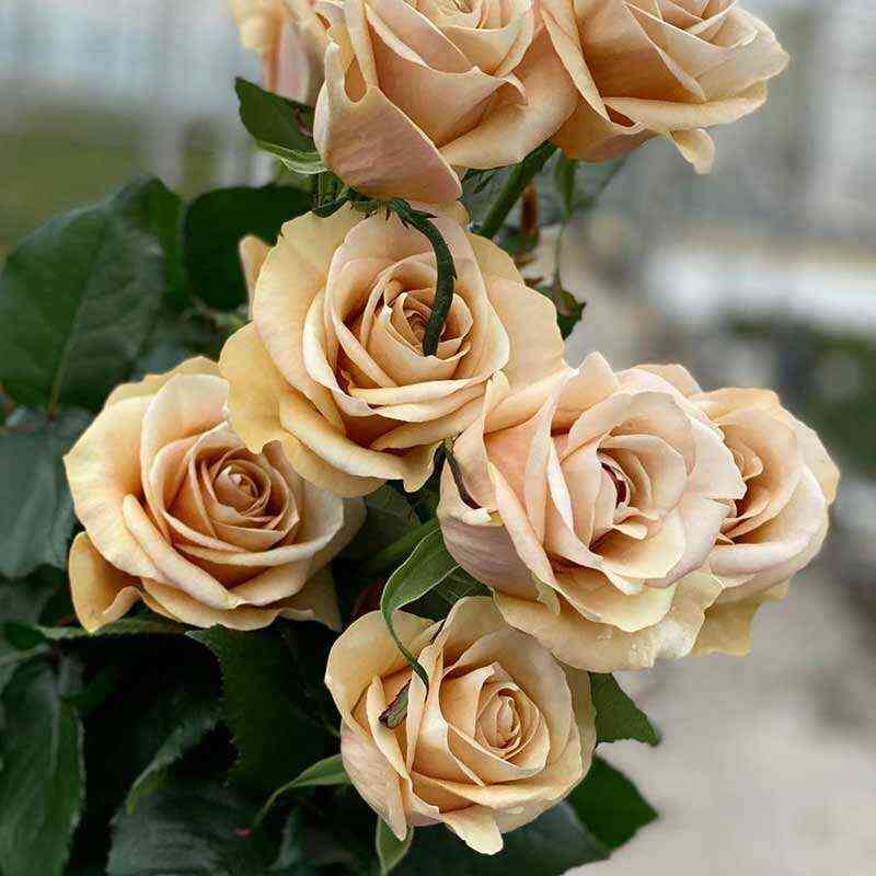 brut4.jpg Брут (Brut)