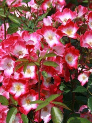 bukavu_bukavu_optimized.jpg Букаву (Bukavu)