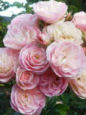 buke_parfe.jpg Буке Парфэ (Bouquet Parfait)