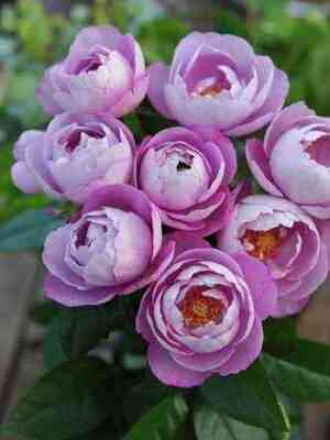 Буль Парфюм (Boul De Parfum)