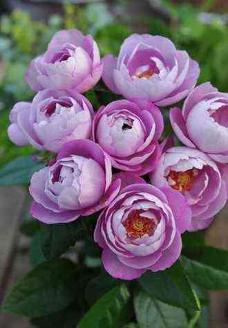 Буль Парфюм (Boul De Parfum)