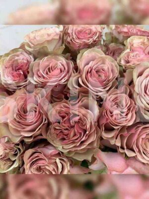 Бурбон Стрит (Bourbon Street)