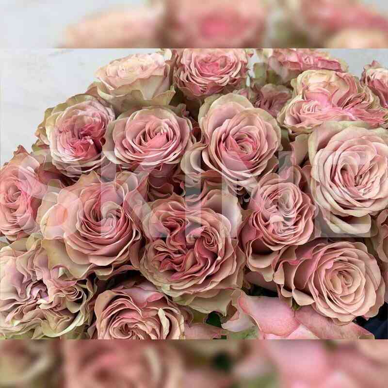 Бурбон Стрит (Bourbon Street)