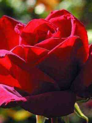 burgundi.jpg Бургунд 81 (Burgund 81)