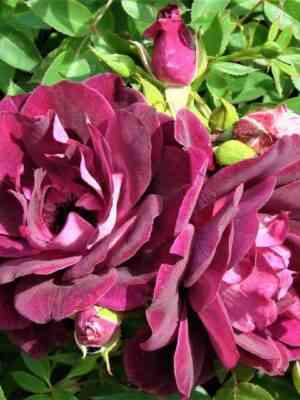 burgundi-ajs.jpg Бургунди Айс (Burgundy Ice)