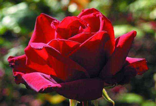 Бургунд 81 (Burgund 81)