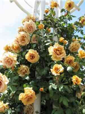 Буттерскотч (Butterscotch)