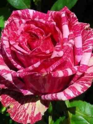 Пинк Интуишн (Pink Intuition)