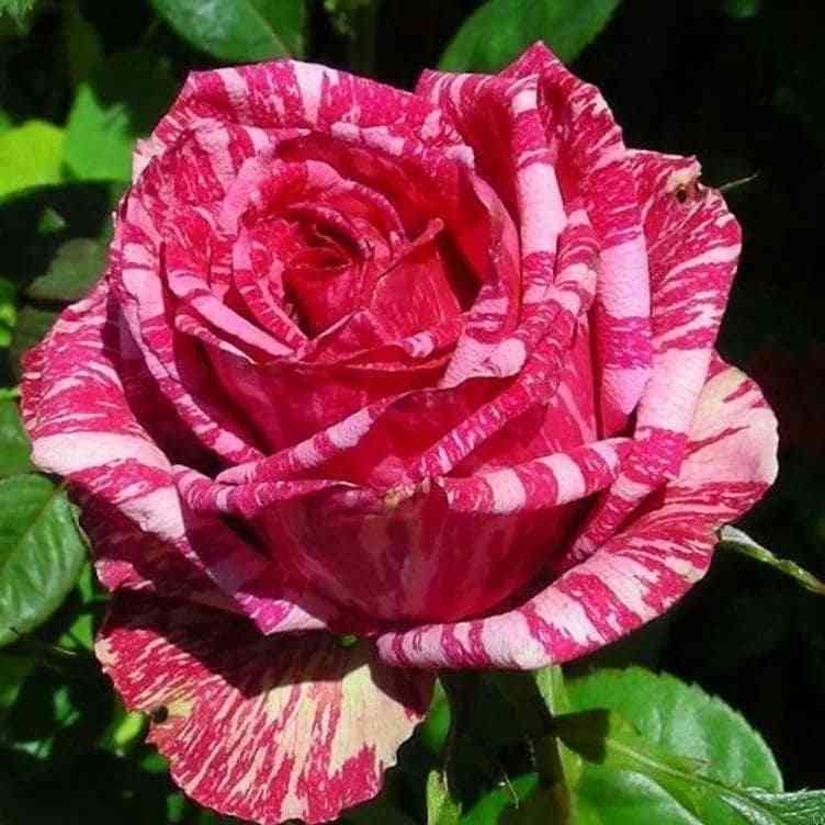 Пинк Интуишн (Pink Intuition)