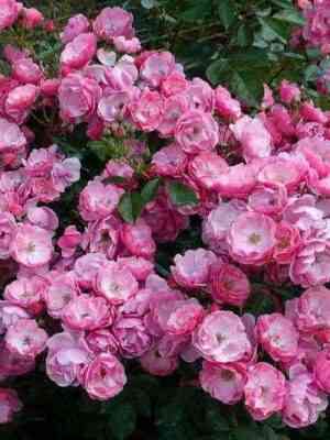 Анжела (Angela)