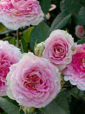 cezar.jpg Цезарь (Cesar)