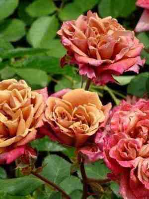 cha-cha.jpg Ча-Ча (Cha-Cha)