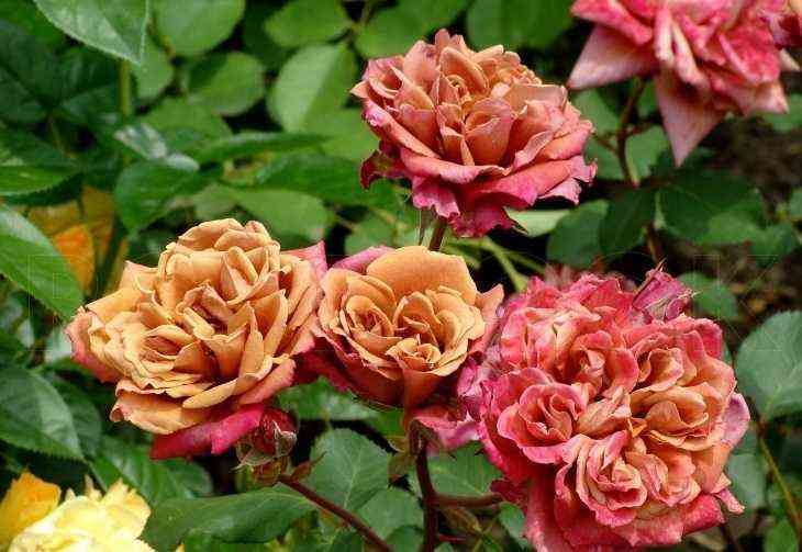 cha-cha.jpg Ча-Ча (Cha-Cha)