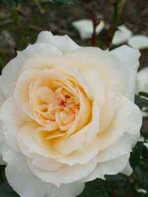 Чайковский (Tchaikovski)