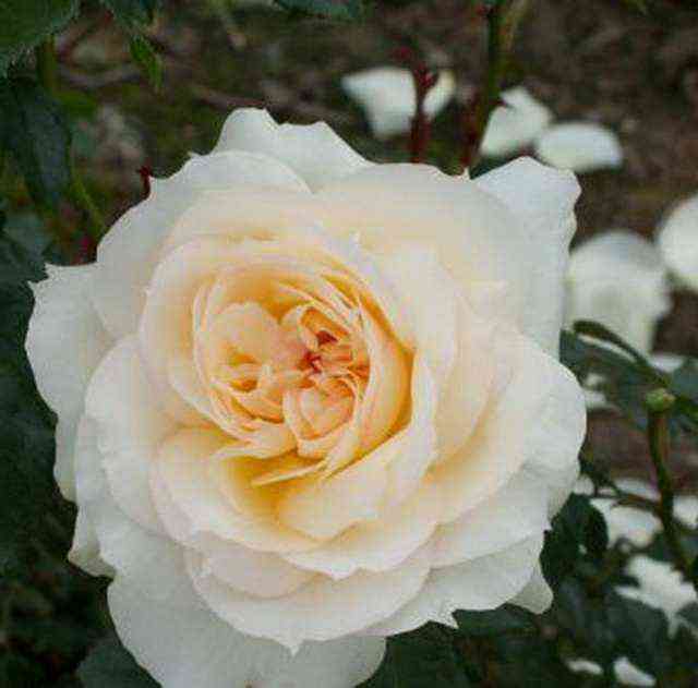 chajkovskaya.jpg Чайковский (Tchaikovski)