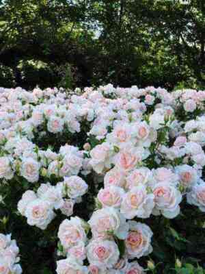 chandosb_yuti_chandosbeauty_optimized.jpg Чандос Бьюти(Chandos Beauty)