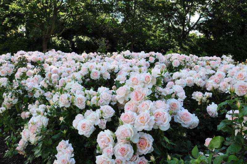 chandosb_yuti_chandosbeauty_optimized.jpg Чандос Бьюти(Chandos Beauty)