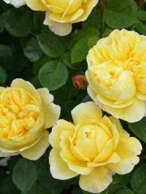 charl_z_darvin.jpg Чарльз Дарвин (Charles Darwin)