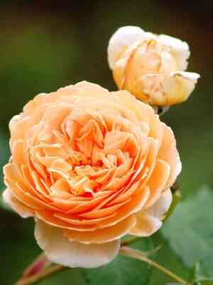 charlz-ostin.jpg Чарльз Остин (Charles Austin)