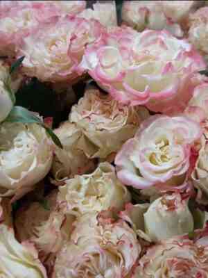 Чарминг Флоу (Charming Flow)