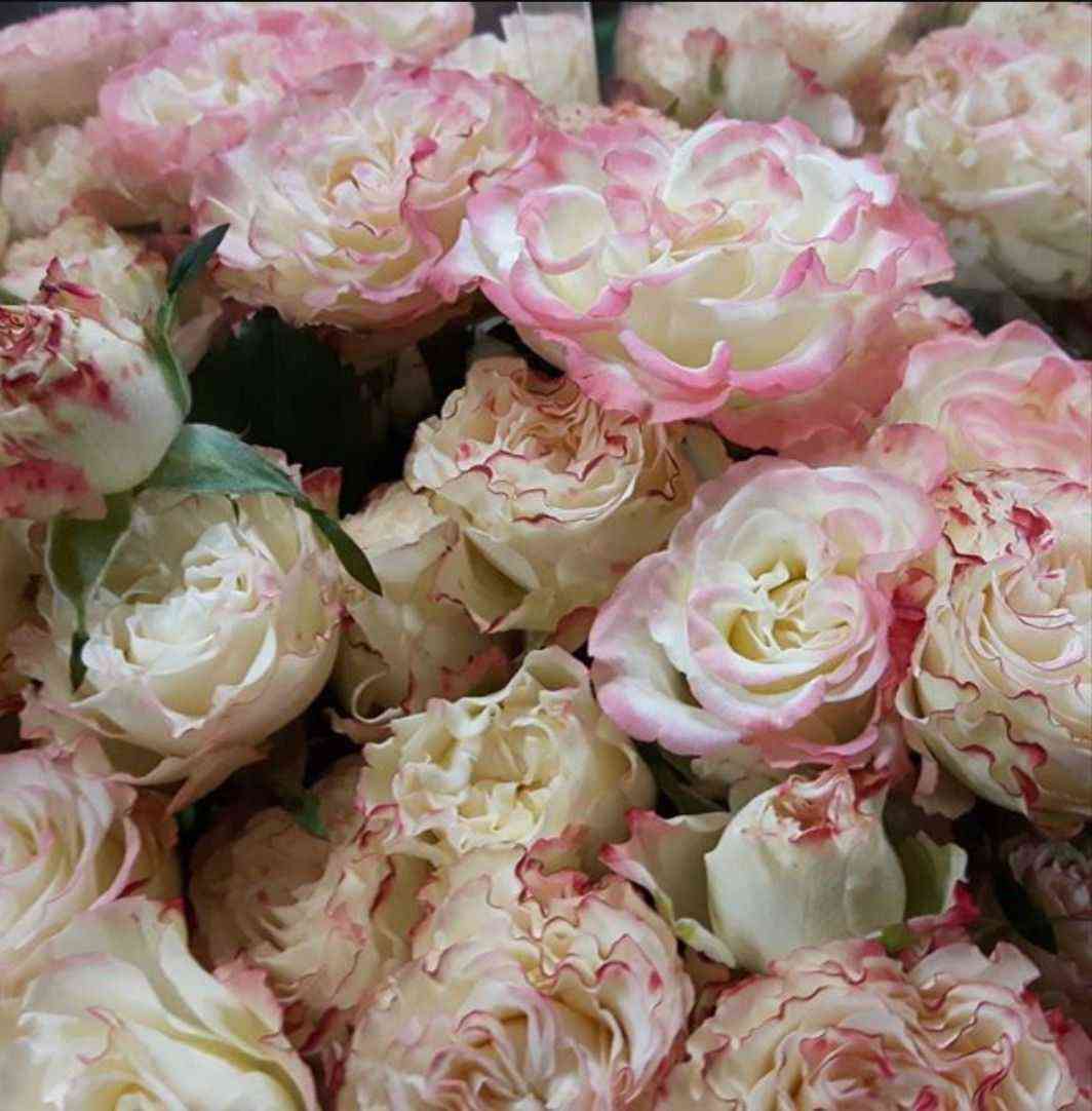 Чарминг Флоу (Charming Flow)