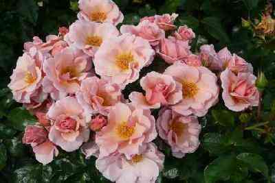 chekmejt_checkmate_optimized.jpg Чекмейт (Checkmate)