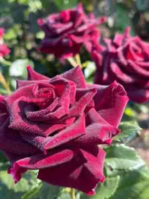 chernaya-koroleva.jpg Чёрная Королева (Black Queen)