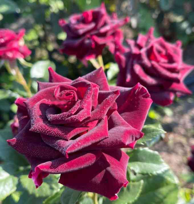 Чёрная Королева (Black Queen)