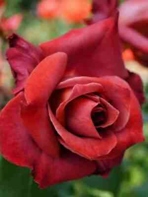 chernyj-chaj-black-tea_optimized.jpg Черный Чай (Black Tea)