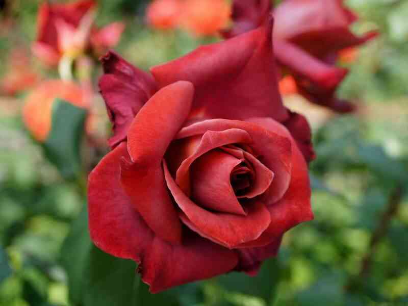 chernyj-chaj-black-tea_optimized.jpg Черный Чай (Black Tea)